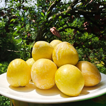 青山农场九峰山黄金奈李 中国奈李之乡现摘现发爽脆清甜个大肉厚产地