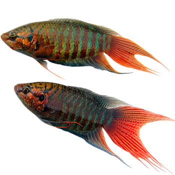 淡水观赏鱼中国斗鱼活体活鱼冷水普叉不打氧菩萨花手巾热带鱼耐养 普