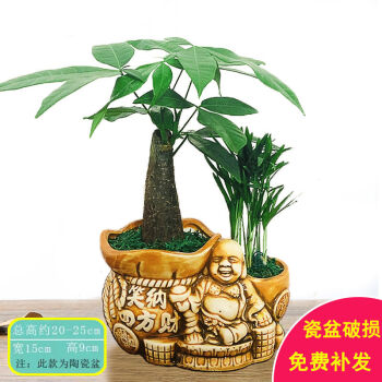 四方竹盆景品牌及商品- 京东