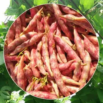 黄金钩油豆豆角种子春季秋季东北黄金勾架豆芸豆种籽四季蔬菜种孑黄金钩油豆种子 150克原装 图片价格品牌报价 京东