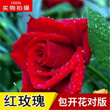 5棵8年玫瑰花苗老桩四季开花盆栽地载花卉观花植物大花朵室内室外花老桩春夏秋冬四季大花苞a1红玫瑰 四季循环开花 8年5颗不含盆 图片价格品牌报价 京东 5棵8年玫瑰花苗老桩四季开花盆栽地载花卉观花植物大花朵室内室外花老桩春夏秋冬四季大花苞a1红玫瑰 四季循环开花 8年5颗不含盆 图片价格品牌报价 京东