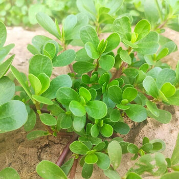 马齿苋新鲜马蜂菜马齿菜马芷苋马齿笕野菜马生菜和马齿苋干3斤新鲜