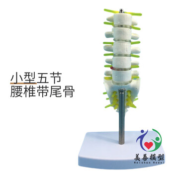 椎体模型品牌及商品- 京东