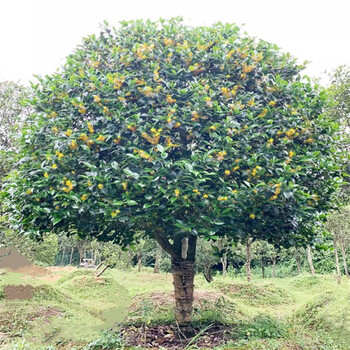 鼎曳桂花树大树高杆原生金桂丹桂树苗盆栽地栽四季桂庭院别墅耐寒植物