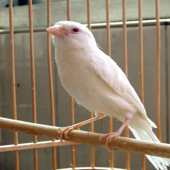 玉鸟活体 活体辣椒红蜡鸟黄鸣唱笼养成年繁殖鸟 白红眼玉鸟 一只公