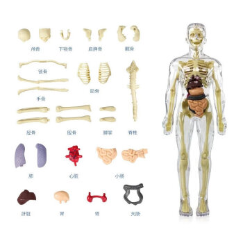 人体解剖模型价格报价行情- 京东
