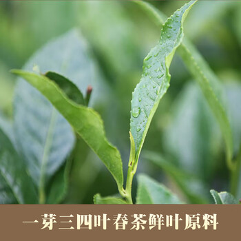 白沙溪茶叶 安化黑茶 金花茯茶砖茶特制茯砖800g