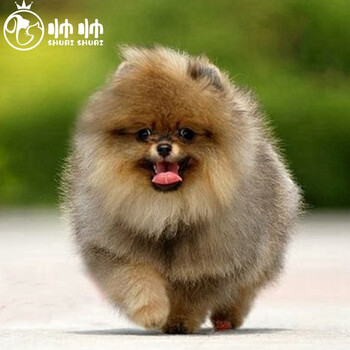 保障30天 博美犬博美幼犬茶杯犬黄色白色宠物狗活体长不大的可爱茶杯狗搏美哈多利系球体俊介狗狗小狗崽精品级博美犬 图片价格品牌报价 京东