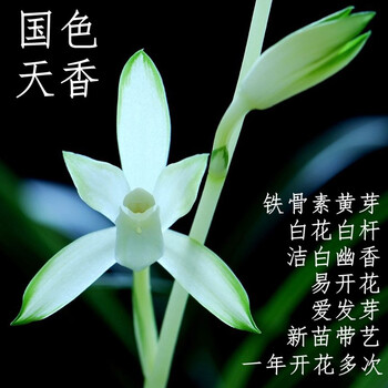 建兰四季兰浓香雪白国色天香兰花铁骨素心兰金边细叶兰草绿植盆栽国色天香3苗不含盆 图片价格品牌报价 京东
