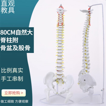 自然大脊柱骨模型品牌及商品- 京东