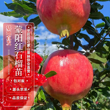 【四万公里 40000km蒙阳红石榴树苗】四万公里 40000km 石榴树苗蒙阳