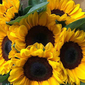 量大联系客服 橘色黑心向日葵0