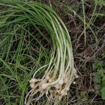 小蒜新鮮野蔥小根蒜農家苦藠團蔥現挖時令野菜薤白 野蔥2斤