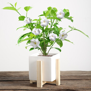 丁香花 雾面四方带木架—白