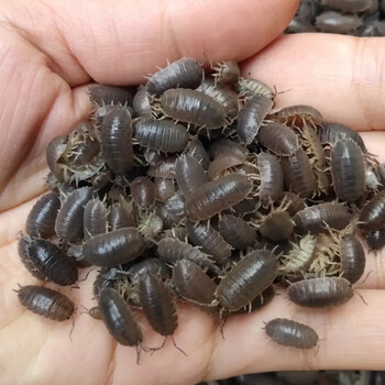 现抓包活鼠妇虫潮虫西瓜虫鼠球活体昆虫爬虫宠物约20只运输盒