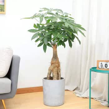 精选现发提根发财树怪头发财树盆景绿植盆栽室内办公室开业乔迁含财源