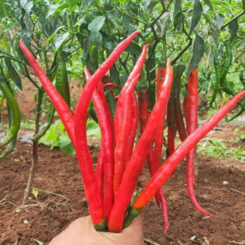 贵州新鲜红线椒鲜红辣椒二荆条红海椒农家自种新鲜蔬菜长红椒现摘 现