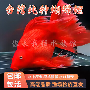狮子头鱼身- 京东