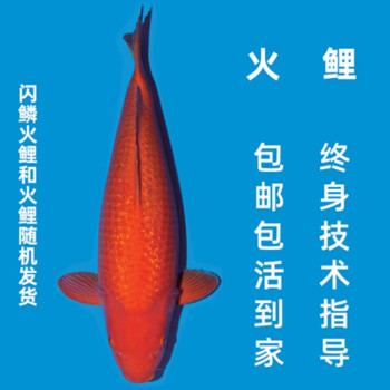 錦鯉活魚純種觀賞魚大小型魚好養冷水淡水魚紅白三色黃金丹頂昭和輝龍