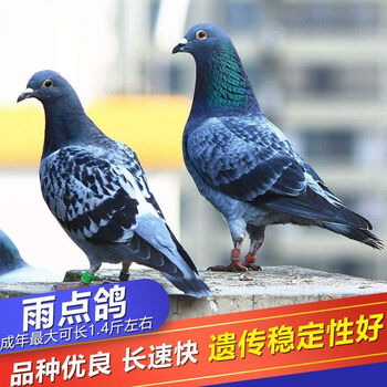 仟芸鸽子活物一对白羽王鸽便宜鸽子活鸽子宠物鸟活体肉鸽观赏鸽子