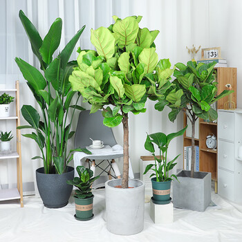 春之者琴叶榕盆栽大型绿植花卉天堂鸟盆栽可配盆发货室内大叶型绿植物
