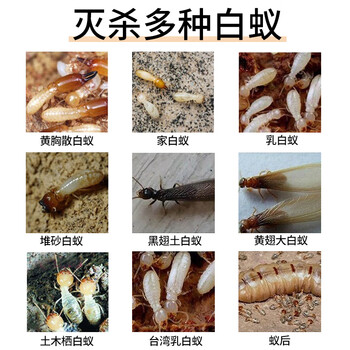 力仕康白蚁药传染全巢杀虫粉蚂蚁药一窝端杀白蚂蚁特效防治专用药家户外