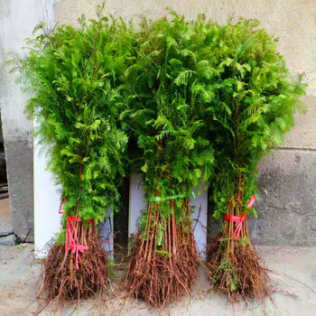 水杉树苗 绿化苗木庭院行道树速生水杉树苗 语墨 50-60厘米高10棵