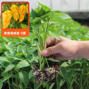 京研黄魔鬼椒苗辣椒苗彩椒苗四季播蔬菜种子种苗秧苗6棵