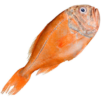 上鯛 深海魚 最高の花の画像