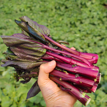 湖北特产荆选红菜苔新鲜蔬菜农家自种青菜当季时令苔菜心洪山菜薹现摘