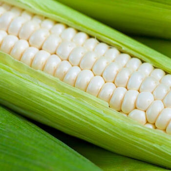 采缇(caiti)带皮白糯玉米棒子软糯粘黏微甜代餐白糯玉米 5斤【带皮白