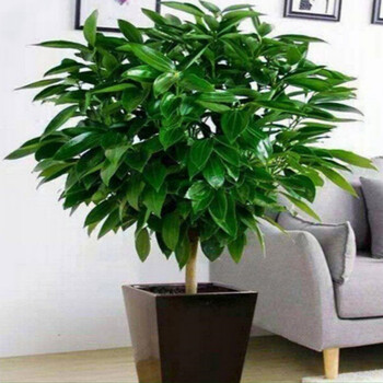 平安树客厅盆栽大型室内幸福树老桩植物大颗绿植花卉盆景d7平安树4050