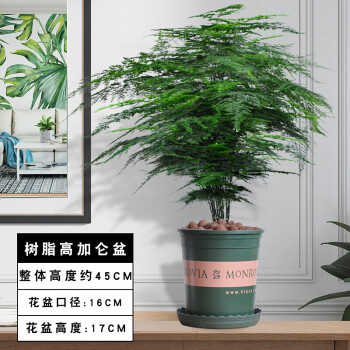 盆栽植物室內大型盆景吸甲醛花卉好養易活四季常青綠植大文竹含盆