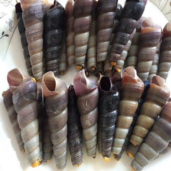 新鲜钉螺鲜活去尾海螺田螺尖尾螺海鲜水产麻辣螺丝去尾钉螺大号4斤装