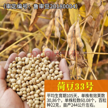 克豆35大豆种子简介图片