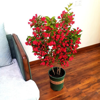 锦带花庭院花卉盆栽地栽美国红王子锦带花苗锦带苗绿篱灌木四季种植