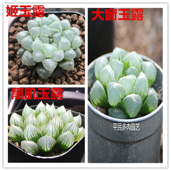玉露姬玉露水晶多肉植物新手套餐室内多肉组合小盆栽花卉盆3种超透明玉露姬 大窗 黑肌裸根不带土 图片价格品牌报价 京东