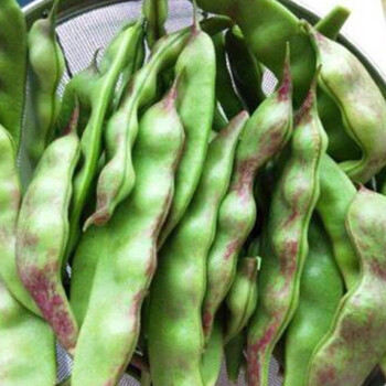 油豆角5公斤 油豆角籽型号规格- 京东