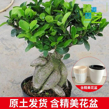 睿格达盆栽榕树四季常青耐寒榕树造型树桩盆景苗室内植物人参榕小叶中