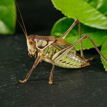 大肚子翡翠平谷铁皮大号山青叫蝈蝈朴彩pucai山青蝈蝈2只手选大号蝈蝈