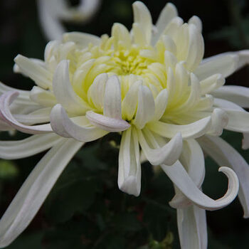 溢睬莲花大花秋菊耐寒四季大菊花苗菊花盆栽大花九月菊植物室内阳台花卉白绣球 大花 苗 图片价格品牌报价 京东