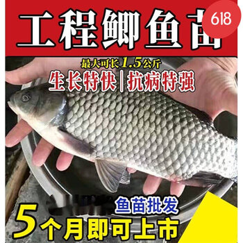 本地鲫鱼苗中科五号鲫鱼苗高背鲫鱼苗大阪白鲫鱼苗鲤鱼苗红鲤鱼苗工程