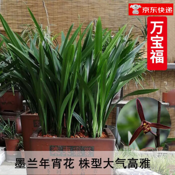 兰花流体相关- 京东