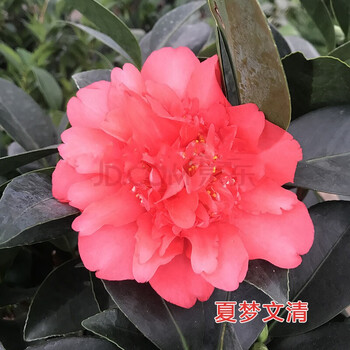 沭之美棕榈四季茶花盆栽新品种重瓣型山茶花夏梦系列开花不断四季带