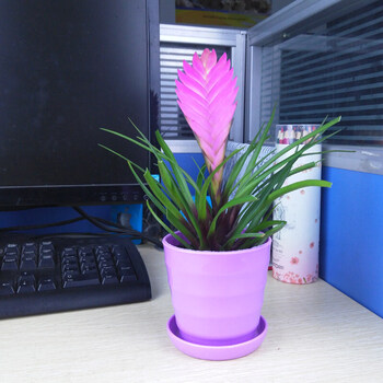 牵挂铁兰花盆栽紫花凤梨植物室内花卉桌面盆景吸甲醛净化空气水培植物铁兰花 紫色波纹花盆不含盆 图片价格品牌报价 京东