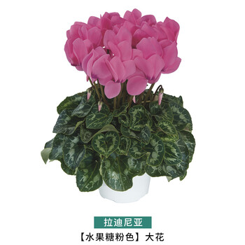 落沙园仙客来盆栽室内观花花卉多年生冬之花办公室拉迪尼亚水果糖粉色带盆栽好 图片价格品牌报价 京东