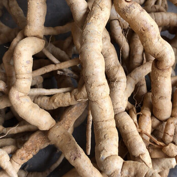 新鲜野生巴戟天滋补中药材野生巴戟鸡肠风深山采挖巴戟天 优选1000g