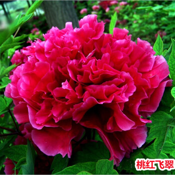 桃红翡翠 3-6分支 不含盆