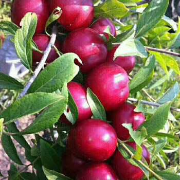 汉柠钙果树苗山西农大钙果苗欧李苗四季果树苗木当年结果南北方种植4