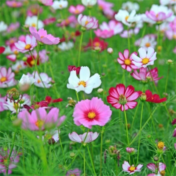 野花組合花卉花海種植高杆矮杆混色四季播種工程花籽/格桑花混色50克